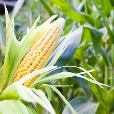 Sweetcorn earlibird seeds for sale  THORNTON HEATH