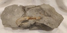 Fossile ammonite déroulé d'occasion  Nice-