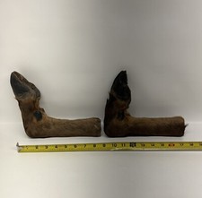 Taxidermy elk hoof for sale  Mead