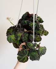 Begonia soli mutata for sale  Middletown