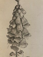 Beau dessin 1860 d'occasion  Toulouse-