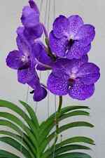 Rare vanda vichai for sale  HALSTEAD