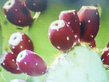 100 graines figuier d'occasion  Saintes