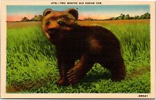 Postcard animal bear for sale  Buffalo Grove