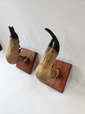 Taxidermy deer hoof for sale  South Dartmouth