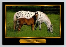 Cartão postal 6x4" Kentucky - The BlueGrass State -Cavalo jovem com cavalo preto e branco comprar usado Cartão postal 6x4" Kentucky - The BlueGrass State -Cavalo jovem com cavalo preto e branco comprar usado  Enviando para Brazil