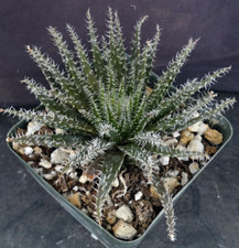 Black haworthia aloe for sale  Vista