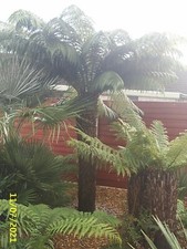 Dicksonia antarctica hardy for sale  NANTWICH