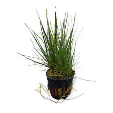 Eleocharis acicularis nadelsim gebraucht kaufen  Püttlingen