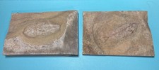 Two fossilized fish for sale  Fair Oaks