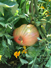 Cherokee lime fleischtomate gebraucht kaufen  Bayreuth