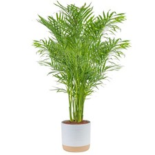 Cat palm live for sale  Brentwood