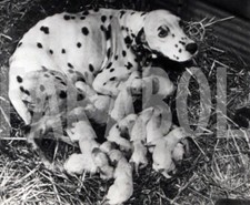 Vintage animali mamma usato  Roma