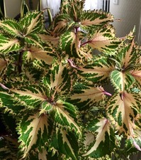 Coleus buntnessel lime gebraucht kaufen  Ober-Mörlen
