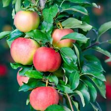 Apple plant gala for sale  IPSWICH