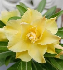 Double yellow desert for sale  Howey in the Hills