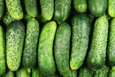 National pickling cucumber for sale  Deltona