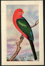 Australian birds king for sale  BASINGSTOKE
