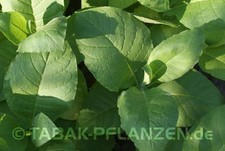 300 tabak samen gebraucht kaufen  Loitz