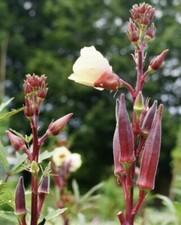 200 red burgundy for sale  Lakewood