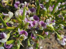 Carmichaelia ... pea for sale  UCKFIELD