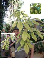 Indianer bananen exotische gebraucht kaufen  Kaiserslautern