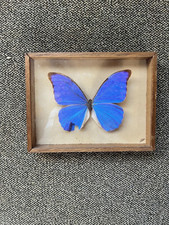 Entomologie schmetterling morp gebraucht kaufen  Hünxe