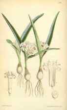 Print curtiss botanical for sale  UK