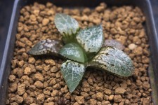 Succulent haworthia grasu for sale  Albrightsville