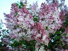 French lilac syringa for sale  Elko