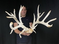 218 whitetail deer for sale  Delphos