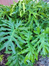 split leaf philodendron for sale split leaf philodendron for sale Houston