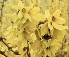 Large forsythia shrub for sale  LUTON