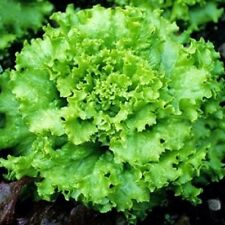 Salate thailandesi grand usato  Spedire a Italy