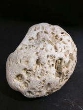 Corallo fossile cenozoico usato  Pescara