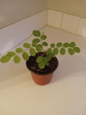 black locust for sale black locust for sale Leland