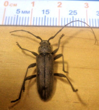 Banded hickory borer for sale  Houston