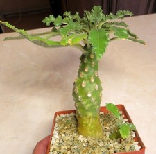 Dorstenia lavrani for sale  Shipping to United Kingdom