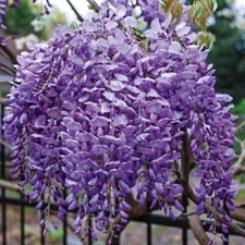 Blue moon reblooming for sale  USA