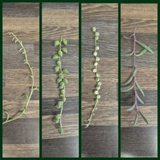 Senecio bundle variegated for sale  LONDON