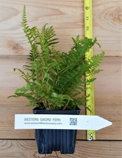 Western sword ferns for sale  Albany