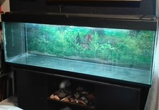 Acquario 350 litri usato  Tarquinia