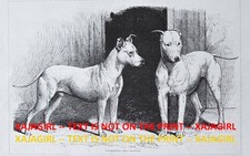 Dog bull terriers d'occasion  Expédié en Belgium