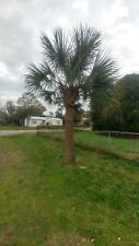 Small rooted live for sale  Port Orange