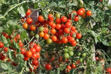 Italienische kirschtomate ceri gebraucht kaufen Italienische kirschtomate ceri gebraucht kaufen  Wuppertal