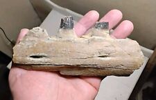 dinosaur fossil for sale  Kearney