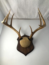 Point whitetail deer for sale  Hot Springs Village