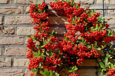 Piracanta rossa pyracantha usato  Roma