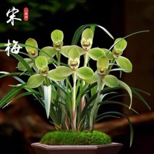 Cymbidium goeringii song for sale  Morrisville