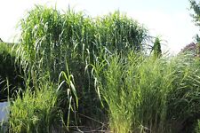 Chinaschilf miscanthus elefant gebraucht kaufen  Uetze